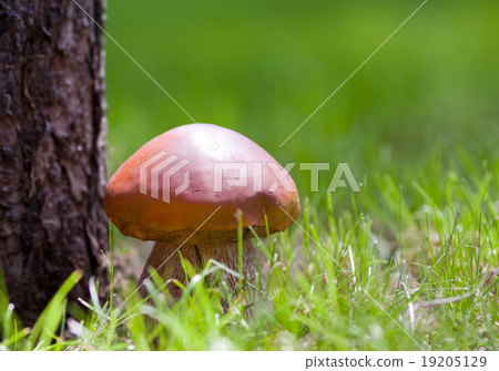 Big mushroom 19205129