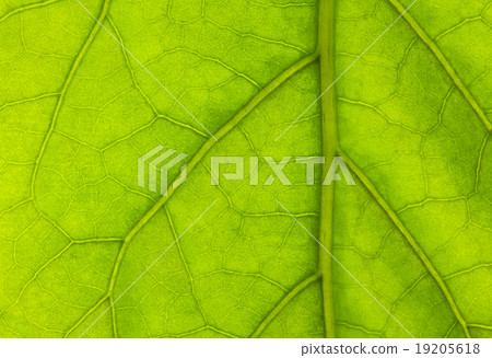 Green leaf background 19205618