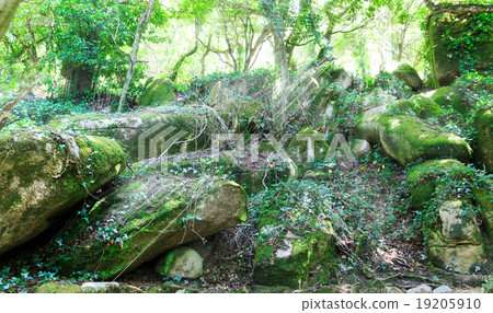 Rocks in the forest 19205910
