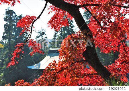 Kurume-ji Temple Kurume-ji Temple 19205931