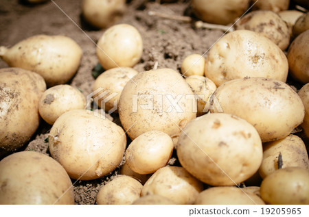 挖成土豆 19205965