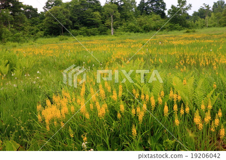 Komadoshitsugen 19206042