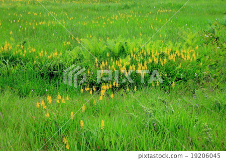 Komadoshitsugen 19206045