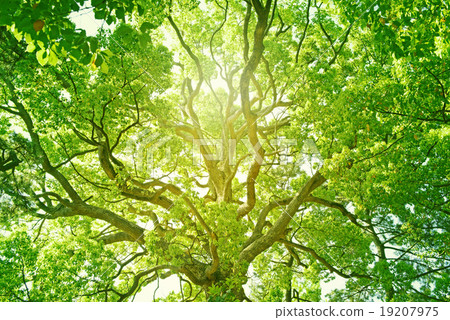 Camphor tree Camphor tree 19207975