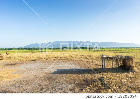 Country urban landscapce of meadow field Country urban landscapce of meadow field 19208054