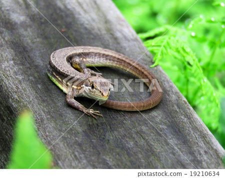 你瞄準了嗎？ 19210634