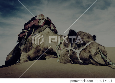 Animal Camel Desert Resting Tranquil Solitude Concept Animal Camel Desert Resting Tranquil Solitude Concept 19213091
