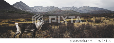 Deer Beautiful Nature Scenic Animal Wildlife Rural Concept 19213100