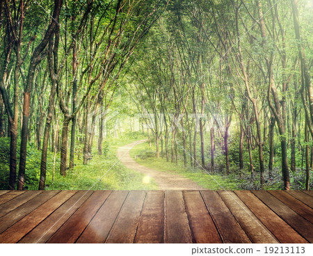 Enchanting Forest Lane in a Rubber Tree Plantation Concept Enchanting Forest Lane in a Rubber Tree Plantation Concept 19213113