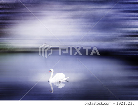 Beautiful Swan Lake in Winter Scene Peaceful Concept 19213233