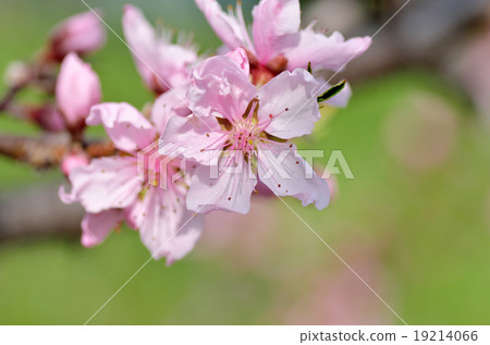  桃花 19214066