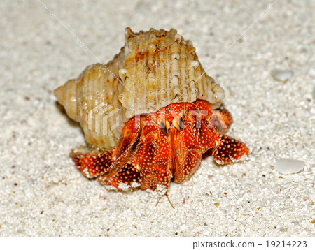 Beautiful Big Hermit Crab 19214223