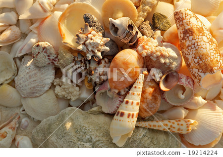 Ocean Shells Background Ocean Shells Background 19214224