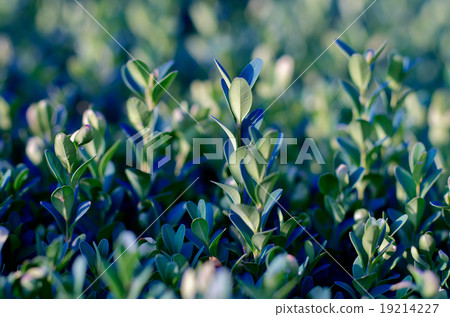 Green Plants Background Green Plants Background 19214227