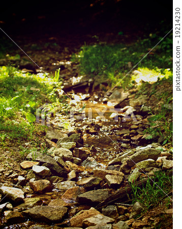 Forest Brook Forest Brook 19214230