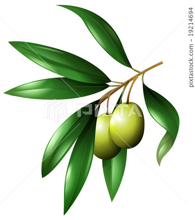 Olive branch with leaves 19214694