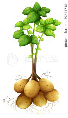 Potatoes with the stem and leaves 19214748