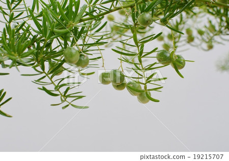 Fruit of aspara splendori Fruit of aspara splendori 19215707