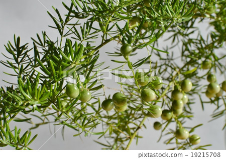 Fruit of aspara splendori 19215708