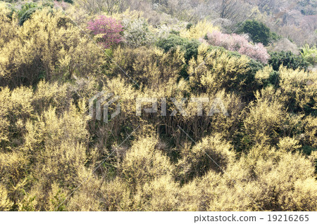 Mountain of spring 19216265