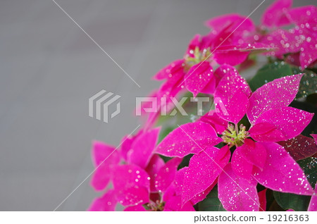 Princesitia Princesitia 19216363