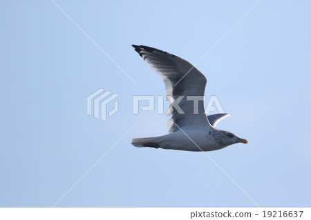 Seguro鷗 Seguro鷗 19216637