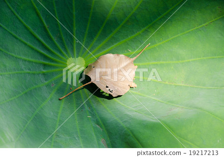 bothi leaf in lotus leaf 19217213