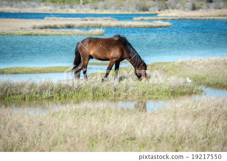 Assateague horse wild pony Assateague horse wild pony 19217550