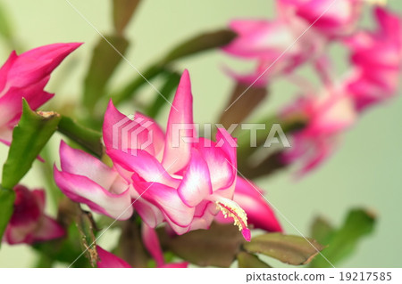 Pink Shakoba Saboten Up Pink Shakoba Saboten Up 19217585