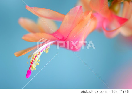 香檳竹花香檳金 19217586