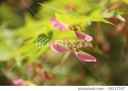 楓樹種子（黑澤明沼澤，三好市，德島縣） 19217587