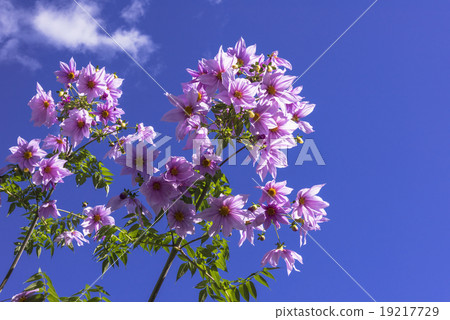 Blue sky and Emperor Dalia Blue sky and Emperor Dalia 19217729