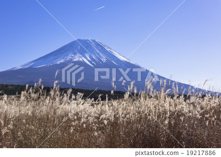 Susukihara and Mt. Fuji in Asagirikogen 19217886