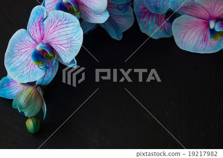 Bunch of violet orchids Bunch of violet orchids 19217982