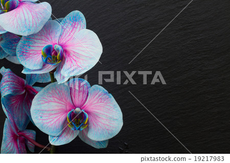 Bunch of violet orchids Bunch of violet orchids 19217983