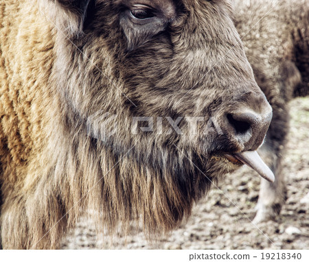 European bison (Bison bonasus) portrait with tongue out European bison (Bison bonasus) portrait with tongue out 19218340
