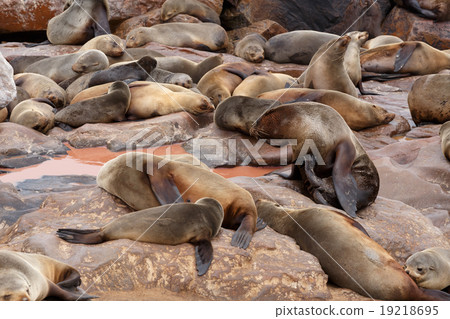 sea lions in Cape Cross, Namibia, wildlife 19218695