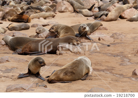 sea lions in Cape Cross, Namibia, wildlife sea lions in Cape Cross, Namibia, wildlife 19218700