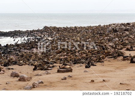 sea lions in Cape Cross, Namibia, wildlife 19218702