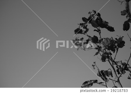 玫瑰花（單色） 19218783