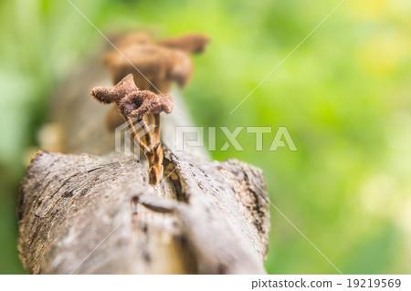 Mushrooms on Pine Tree. Mushrooms on Pine Tree. 19219569