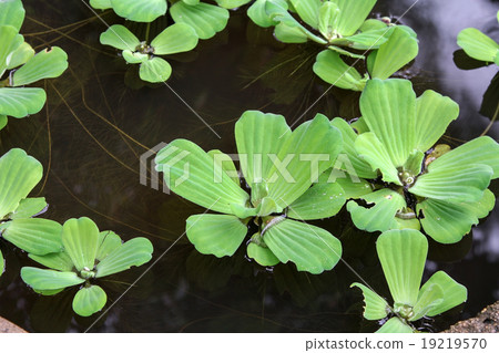 Water lettuce (Pistia stratiotes), aquatic plant. Water lettuce (Pistia stratiotes), aquatic plant. 19219570