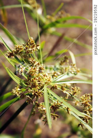 Water plant in sunlight. 19219592