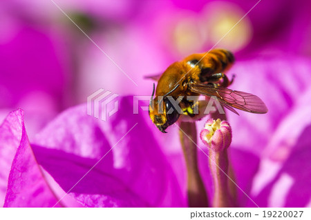 Little bee on purple flower Little bee on purple flower 19220027