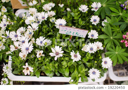 Variety of white flowers in flower shop 19220450