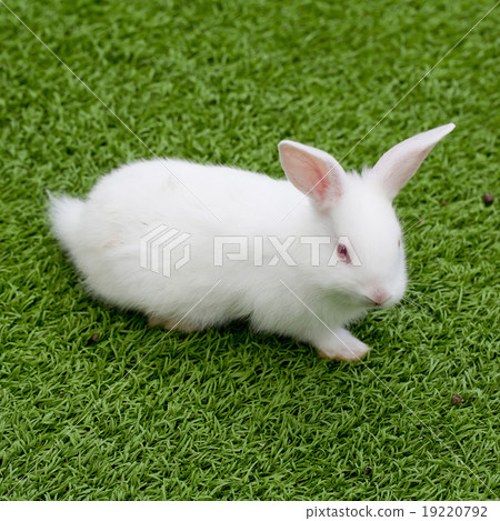 white rabbit in grass 19220792