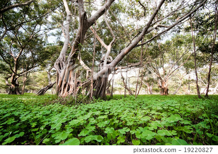 Ancient trees in tropical forest 19220827