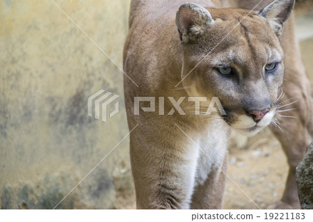 Puma 19221183