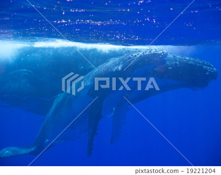 湯加座頭鯨的父母和孩子 湯加座頭鯨的父母和孩子 19221204
