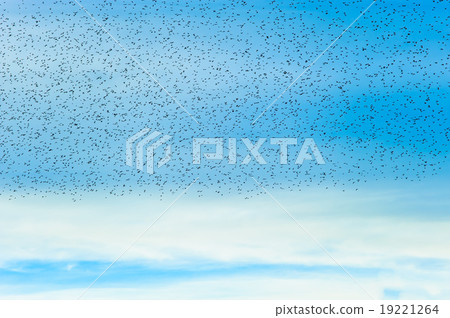 Flock of birds on blue sky Flock of birds on blue sky 19221264